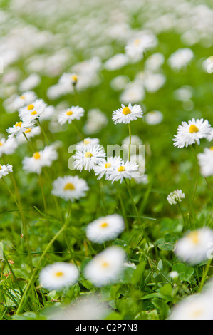 Flowerbed with white flowers Stock Photo