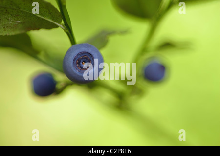 Close-up of Blueberries Stock Photo