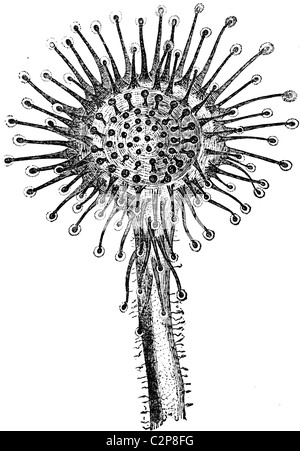 19th Century book illustration, taken from 9th edition (1875) of Encyclopaedia Britannica, of Sundew (Drosera rotundifolia) Stock Photo