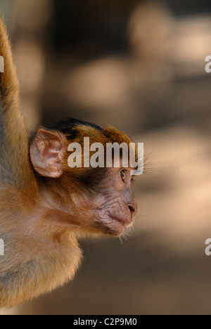 Baby Barbary Macaque in profile hanging from one arm Stock Photo