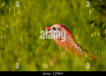 Wild Tom Turkey roams in the wild in Northern California USA Stock Photo