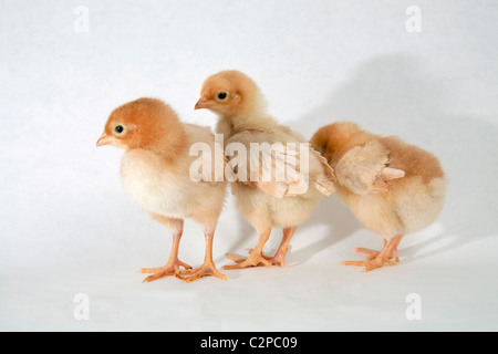 Baby sexlink chicks or chickens Stock Photo