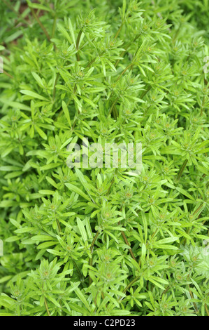 Galium aparine Goosegrass Stock Photo