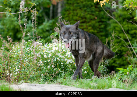 Timberwolf, Canis lupus lycaon, timber wolf Stock Photo
