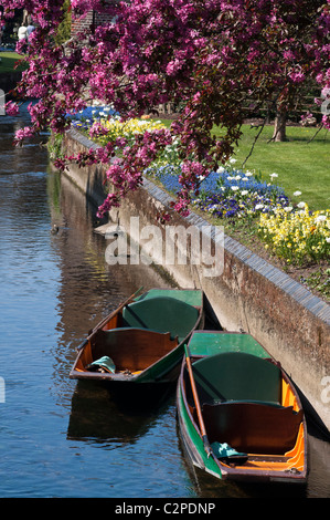 Punt Boats on the River Stour, Westgate Gardens, Canterbury, Kent, UK Stock Photo