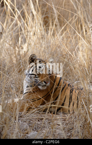 A Bengal Tiger portrait against the dry high grass in the wild forest of Ranthambore. ( Panthera Tigris ) Stock Photo