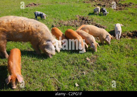 Pigs family on meadow Stock Photo