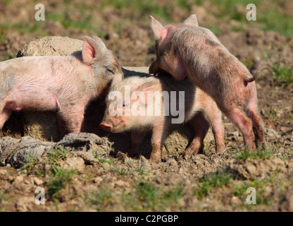 Piglets Stock Photo