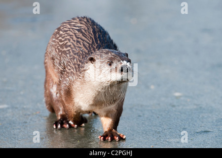 Fischotter europäischer Lutra lutra Stock Photo - Alamy