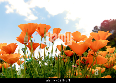 Orange Poppies Field shoot against blue sky with sun burst and lens flare effect. Stock Photo
