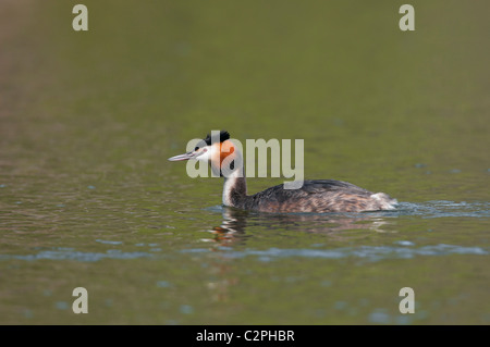 Great crested grebe, Haubentaucher, Podiceps cristatus Stock Photo