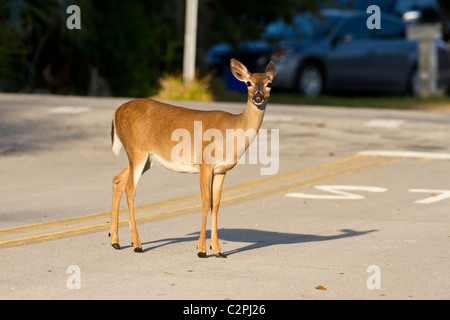 Key Deer, Odocoileus virginianus clavium, an endangered subspecies of the white-tailed deer, in an urban situation Stock Photo