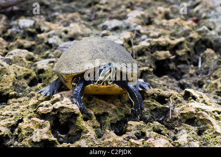 Florida red-bellied turtle, Pseudemys nelsoni, Shark Valley, Everglades ...