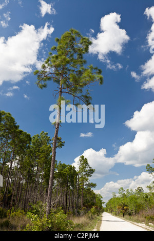 South Florida Slash Pine, Pinus elliottii, Big Cypress Swamp, Florida, USA Stock Photo