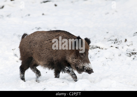 Wildschwein, Sus scrofa, Wild boar Stock Photo