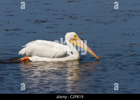 American white pelican, Pelicanus erythrorhynchos, Ding Darling Wildlife Refuge, Sanibel, Florida, USA Stock Photo
