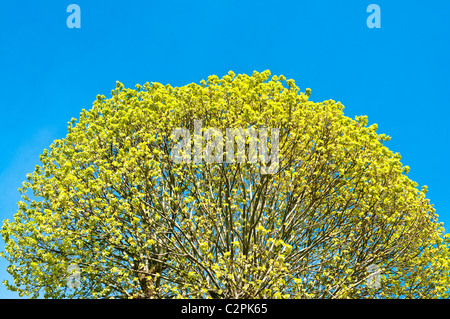 Crown of Common Lime tree bursting into leaf - France. Stock Photo