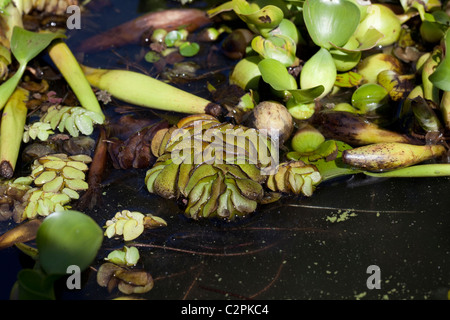 Water hyacinth and Salvinia invading Lake Naivasha Elsamere Rift Valley Kenya Stock Photo