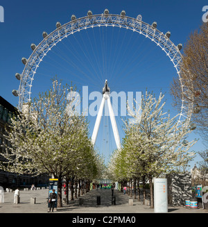 The London Eye on The South Bank of River Thames with Blossom in April Stock Photo