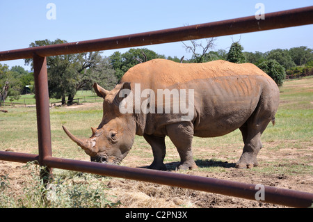 White Rhinoceros - Ceratotherium simum - Texas, USA Stock Photo