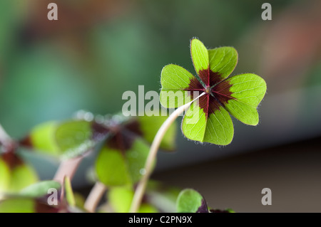 Four - Leaved Clover Stock Photo