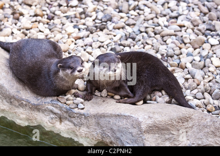 Oriental Small-clawed Otter (Aonyx cinerea) Stock Photo