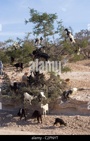 Goats eat the fruit of the Argan tree. The seeds retrieved from their waste are ground up and the result turned into Argan oil. Stock Photo