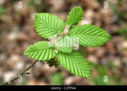 Fresh Young Leaves of the European Hornbeam, Carpinus betulus, Betulaceae. Stock Photo