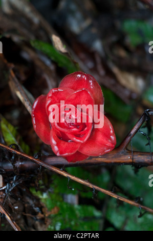 Wild Ginger plant in the jungles of the Cameron Highlands, Malaysia Stock Photo