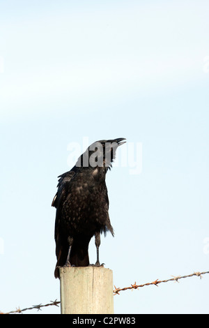 American Crow Calling Stock Photo Alamy