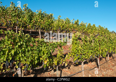 California, Napa Valley, vineyard, wine grapes on vine near harvest time Stock Photo
