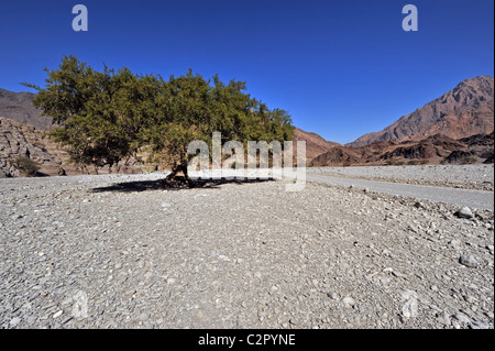 Oman, Wadi Bani Awf, rocky mountains with trees and road in Arabian Peninsula