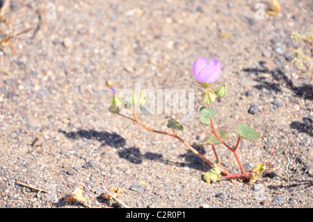 Desert Five-Spot Eremalche Rotundifolia in Death Valley National Park, USA Stock Photo