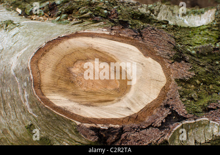 Growth rings seen on the end of a felled tree trunk Stock Photo