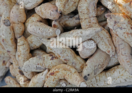 White Sweet potatoes for sell at Market stall, Miao, Arunachal Pradesh, India Stock Photo