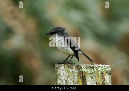 White Breasted Robin ( Eopsaltria georgiana ) standing on a fence post, Southwest Australia Stock Photo