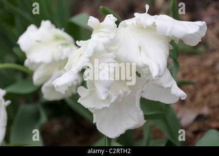 Spring Parrot tulips, viewed here in public flower beds in Notting Hill, London, England. Stock Photo