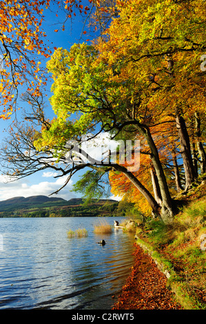 Autumn colours on the Lake of Menteith, Scotland Stock Photo