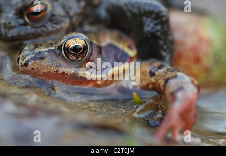 Common Frogs  Rana Temporaria Stock Photo