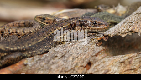 Common Lizard  viviparous lizard or common lizard (Zootoca vivipara, formerly Lacerta vivipara) Eurasian lizard Stock Photo