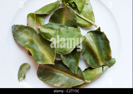 Dried Kaffir Lime Leaves Scattered On A White Plate Stock Photo