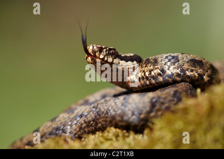 Adder, Vipera berus with tongue extended, Allerthorpe Common, East Yorkshire, UK Stock Photo