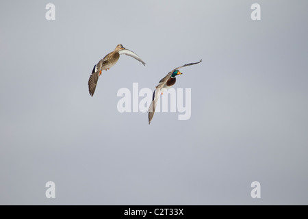 Pair of Mallard ducks in flight and turning together. Stock Photo