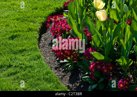 Border with Tulip IVORY FLORADALE and Primula CRESCENDO RED (Crescendo Series) Stock Photo