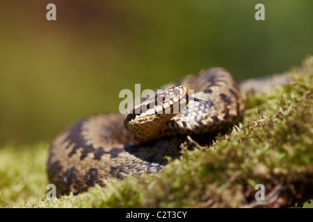 Adder, Vipera berus with tongue extended, Allerthorpe Common, East Yorkshire, UK Stock Photo