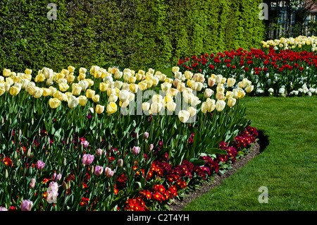 Tulip IVORY FLORADALE and Primula CRESCENDO RED (Crescendo Series) Stock Photo