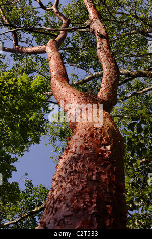 gumbo-limbo, copperwood, chaca, turpentine tree (Bursera simaruba