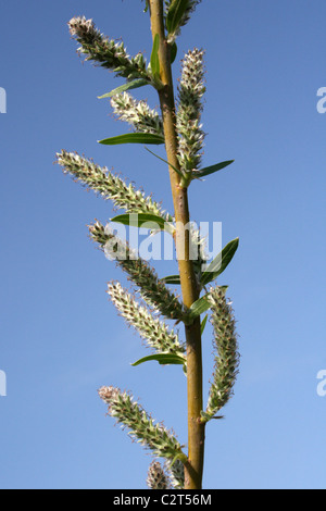 Crack Willow Catkins Salix fragilis Against A Blue Sky At Conwy RSPB Reserve, Wales, UK Stock Photo