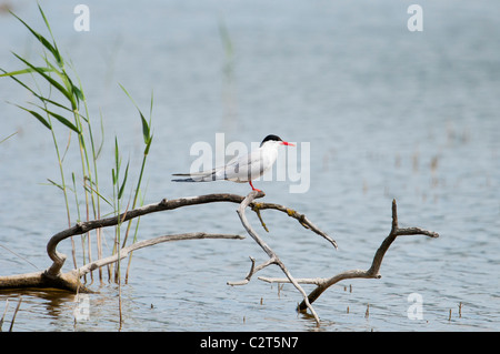 Flussseeschwalbe, Sterna hirundo, Common Tern Stock Photo