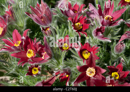 Pasque Flower Pulsatilla vulgaris var. rubra Stock Photo